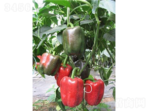 �н��t�@1̖(h��o)-�𽷷N��-���߷N�I(y��)