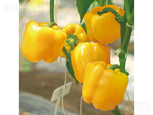 �н��S�@2̖(h��o)-�𽷷N��-���߷N�I(y��)