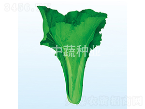 �����G��-�ײ˷N��-���߷N�I(y��)