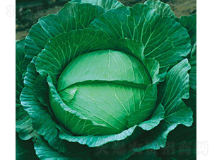 ���Բ������Sһ̖(h��o)-���{(l��n)�N��-���߷N�I(y��)