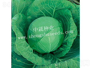 中甘590-甘藍(lán)種子-中蔬種業(yè)