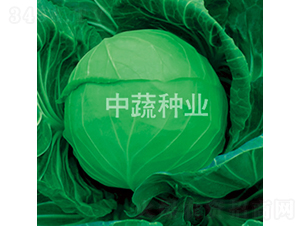 中甘192-甘藍(lán)種子-中蔬種業(yè)