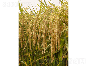 �����i17̖(h��o)-ˮ���N��-��ɫ�r(n��ng)�S