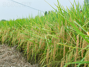 ��(chu��ng)�Ƀ�(y��u)33-ˮ���N��-��ɫ�r(n��ng)�S