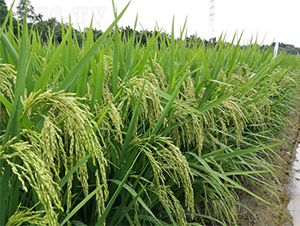 �V����ռ1̖(h��o)-ˮ���N��-�V��