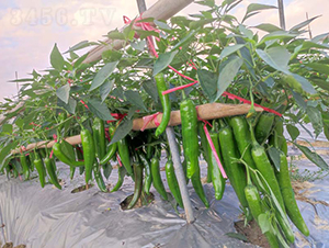 ZSP2155����-�����N��-�V��