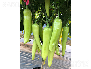 �M������-�����N��-�V��