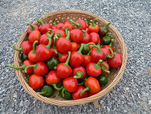 �Ќ�����-�����N��-�V��