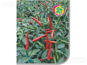 ����8̖(h��o)���콷-�����N��-�V��