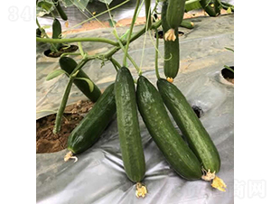 �V��1618ˮ���S�ϣ���Ʒ�N��-�S�ϷN��-�V��