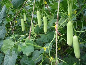 �V��5̖(h��o)ˮ���S��-�S�ϷN��-�V��