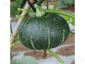 ��(y��u)�(y��ng)��2̖(h��o)�Ϲ�-�ϹϷN��-�V��