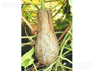 �۱��Ϲ�-�ϹϷN��-�V��