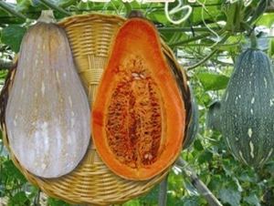 ����(j��)ī��799�Ϲ�-�ϹϷN��-�V��