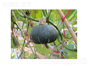 ��(l��)��(l��)�Ϲ�-�ϹϷN��-�V��