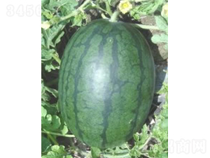 ���������-���ϷN��-�V��