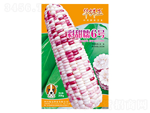 彩甜糯6號(hào)-玉米種子-華鮮玉-海邁國(guó)際
