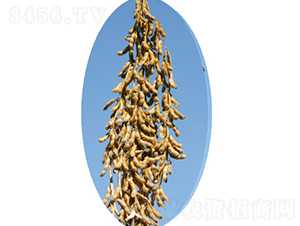 �x��52̖(h��o)-�󶹷N��-�����N�I(y��)