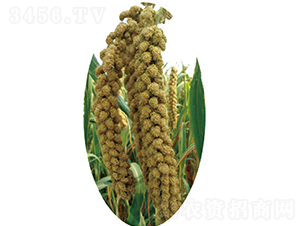 �x��34̖-С�׷N��-�����N�I(y��)