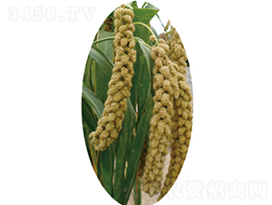 �x��41̖-С�׷N��-�����N�I(y��)