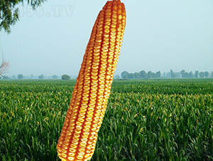 ����9̖(h��o)-���׷N��-�����N�I(y��)