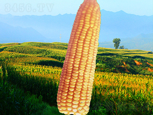 ����3̖(h��o)-���׷N��-�����N�I(y��)