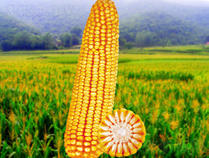 ����5̖-���׷N��-�����N�I(y��)