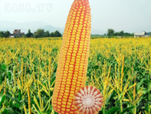 ����16̖(h��o)-���׷N��-�����N�I(y��)