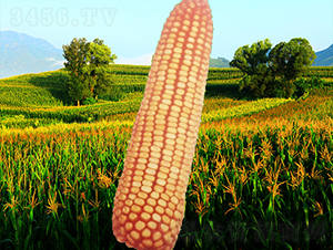 ����4̖-���׷N��-�����N�I(y��)