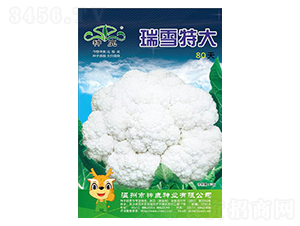 瑞雪特大80天-花椰菜種子-神鹿種業(yè)