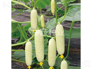 ���r(n��ng)����1̖(h��o)-�S�ϷN��-���߷N�I(y��)