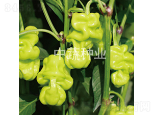 �н�����2̖(h��o)-�����N��-���߷N�I(y��)