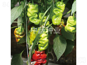 ���߰�Ƥ��-�����N��-���߷N�I(y��)