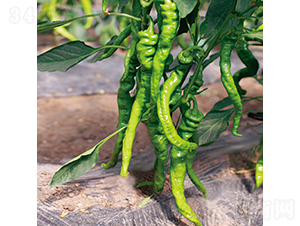 �н�709̖(h��o)-�����N��-���߷N�I(y��)