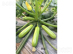 ���������J�N��-�A���r(n��ng)�I(y��)