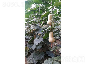 �����ϹϷN��-�A���r(n��ng)�I(y��)