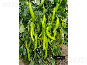 �A����ʥ��1963���⽷�N��-�A���r(n��ng)�I(y��)