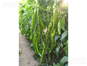 �A�����㣨1964���⽷�N��-�A���r(n��ng)�I(y��)