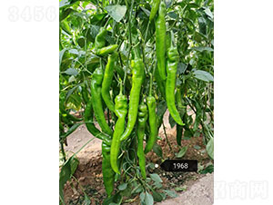 �A���G�飨1968���⽷�N��-�A���r(n��ng)�I(y��)