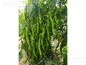 �A��105�⽷�N��-�A���r(n��ng)�I(y��)