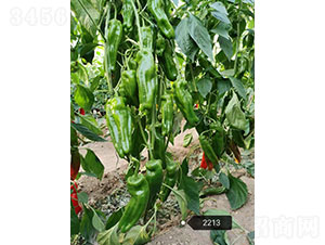 ���\(y��n)��2213���������N��-�A���r(n��ng)�I(y��)