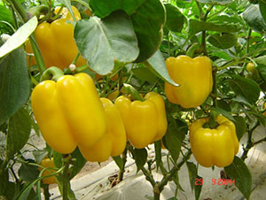 �S�G�ʽ��N��-�A���r(n��ng)�I(y��)