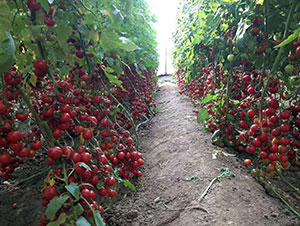 �A����̖���ѷN��-�A���r(n��ng)�I(y��)