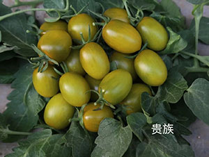 貴族櫻桃番茄種子-華昂農(nóng)業(yè)