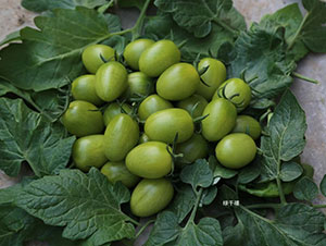 �Gǧ�����ҷ��ѷN��-�A���r(n��ng)�I(y��)