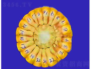 ���\6-���׷N��-�Ǻ����r(n��ng)