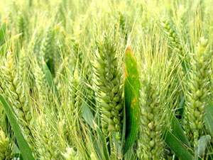 ����5265-С���N��-�Ǻ���(r��n)�r(n��ng)