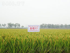 ʥ��17-ˮ���N��-�Ǻ���(r��n)�r(n��ng)