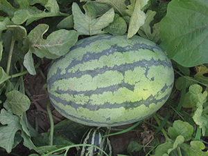 �A��12̖-���ϷN��-�A���N��