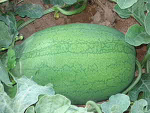 �A��010-���ϷN��-�A���N��